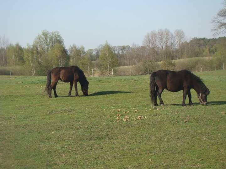 Bauernhof Gospodarstwo Agroturystyczne Lesna Polanka Gietrzwałd