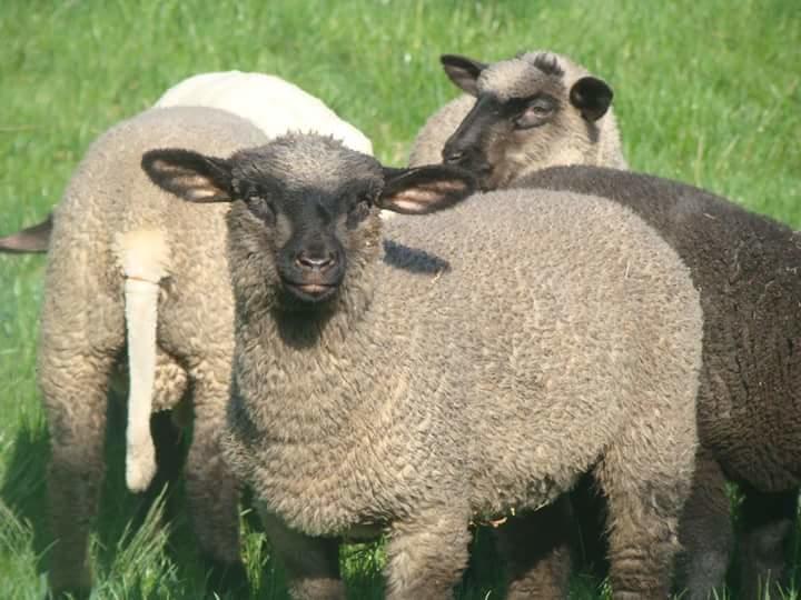 Bauernhof Gospodarstwo Agroturystyczne Lesna Polanka